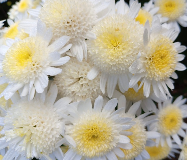 Никитский Ботанический сад
Бал Хризантем 2025г
Фото: Ко?...