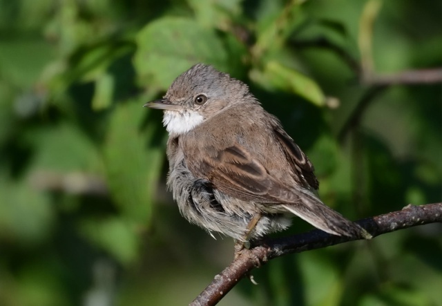 На даче под Можайском
Фотограф Ольга Дмитриева ?