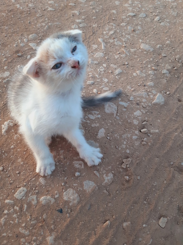 Нашли котенка, около Алнашского пруда. Никто не терял ?
...