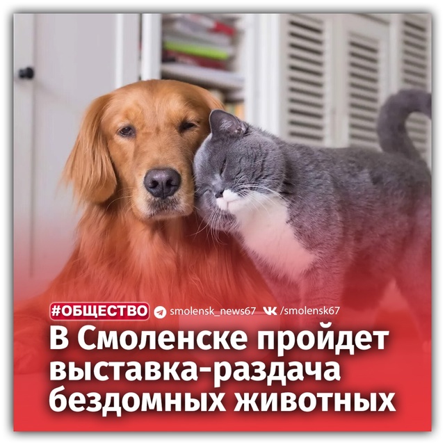 🐶В Смоленске состоится акция «Путь домой!»
🗓Она пр?...