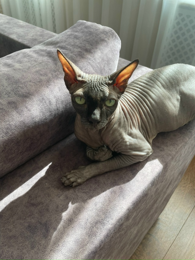 Мой свин Арчи 🐷