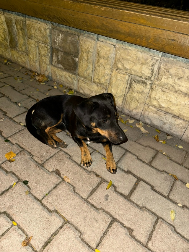 Никто не потерял собаку???
Бегает по улице Фрунзе около ...