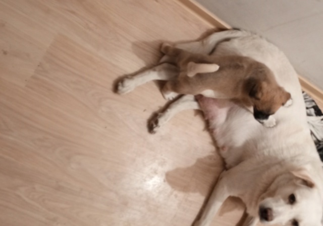 Анонимно
Щенок🐶 ищет дом🏡 мама метис лабрадора
Роди...