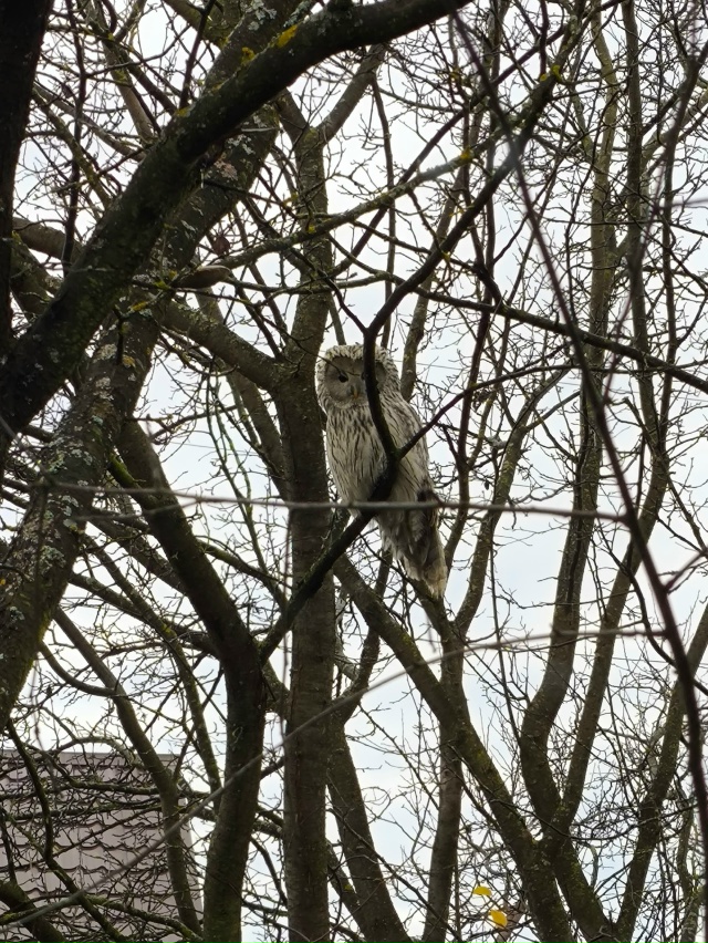 Вот такую чудесную сову наблюдали вчера вечером на сво...