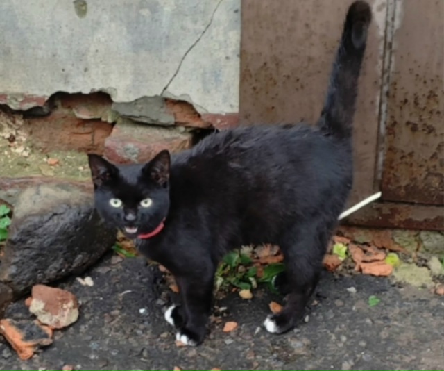 ПРОПАЛ КОТ! ПОМОГИТЕ ВЕРНУТЬ ЛЮБИМЦА! ВОЗНАГРАЖДЕНИЕ!
...