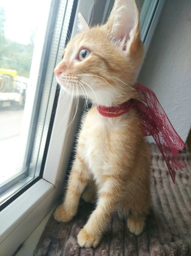 🍑 Котёнок Персик ищет любящих хозяев!
Персику сейча?...