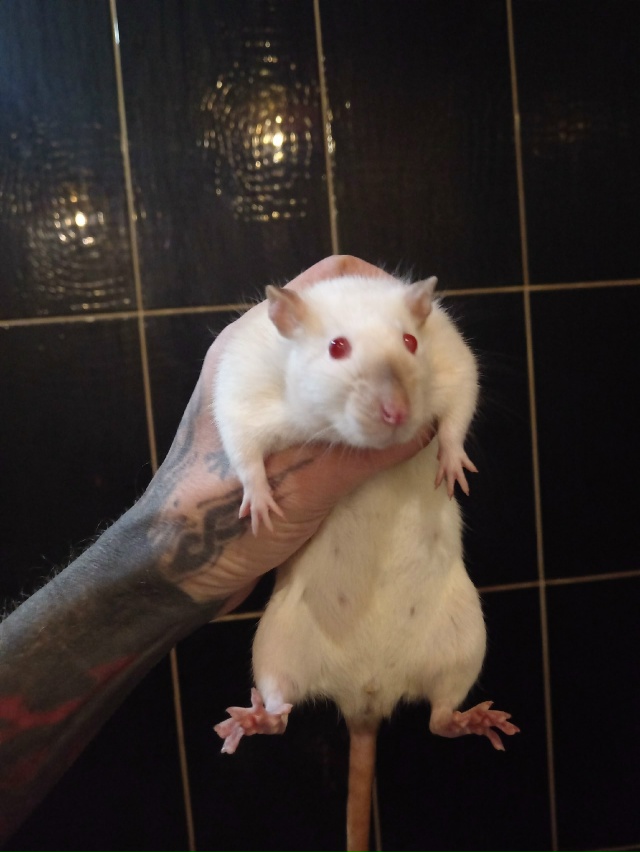 В связи с обстоятельствами вынужден отдать 4х крыс. Все...