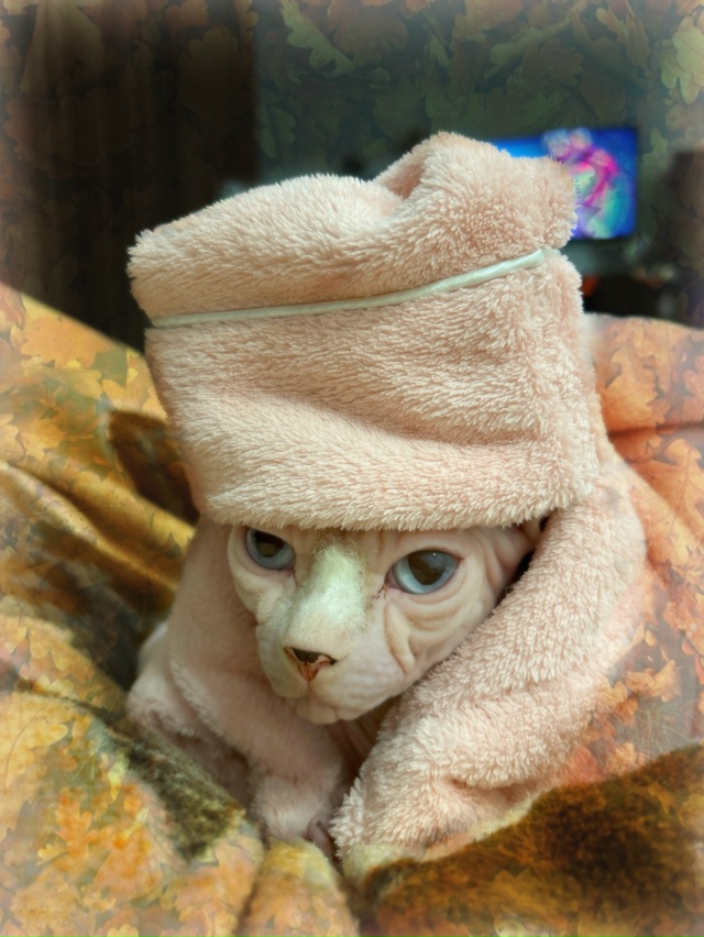 ミ🧡моя модель 🧡彡 «купчиха»