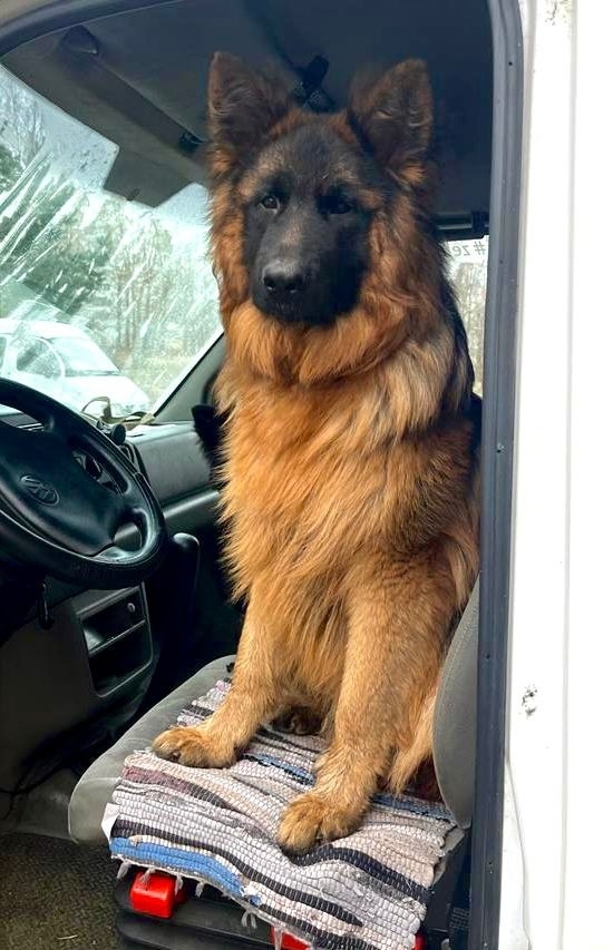 Пропала немецкая овчарка. Связь по телефону 89103010666