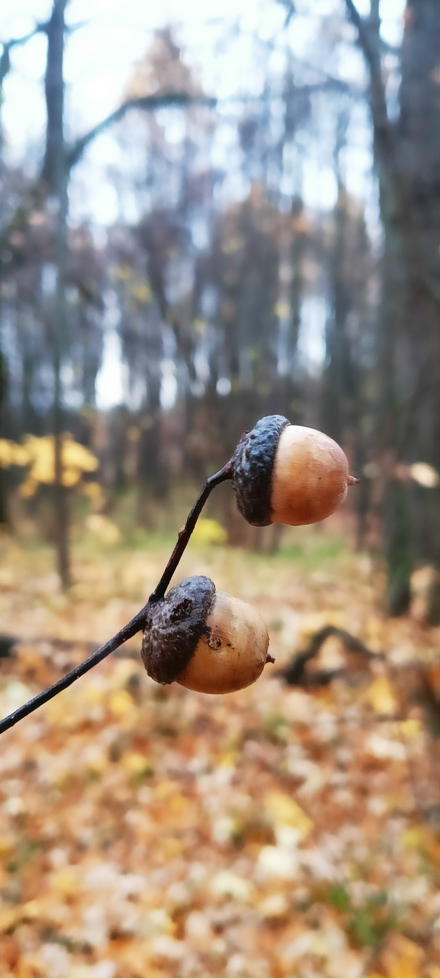 Всем Добрый Осенний привет🍂🍂