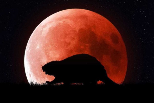 🌕 Жители Рыбинска увидят «Бобровую Луну» уже 5 ноября ...