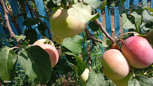 Продам сладкие абрикосы 200 р ведро и вкусные яблоки 100р ...