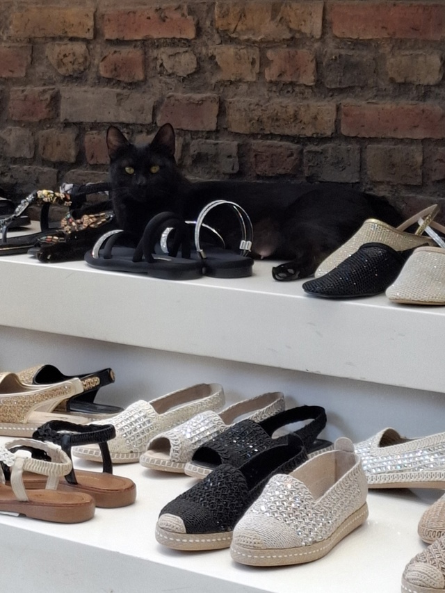 Котики в Стамбуле.
Если я была бы котиком, то хотела бы ?...