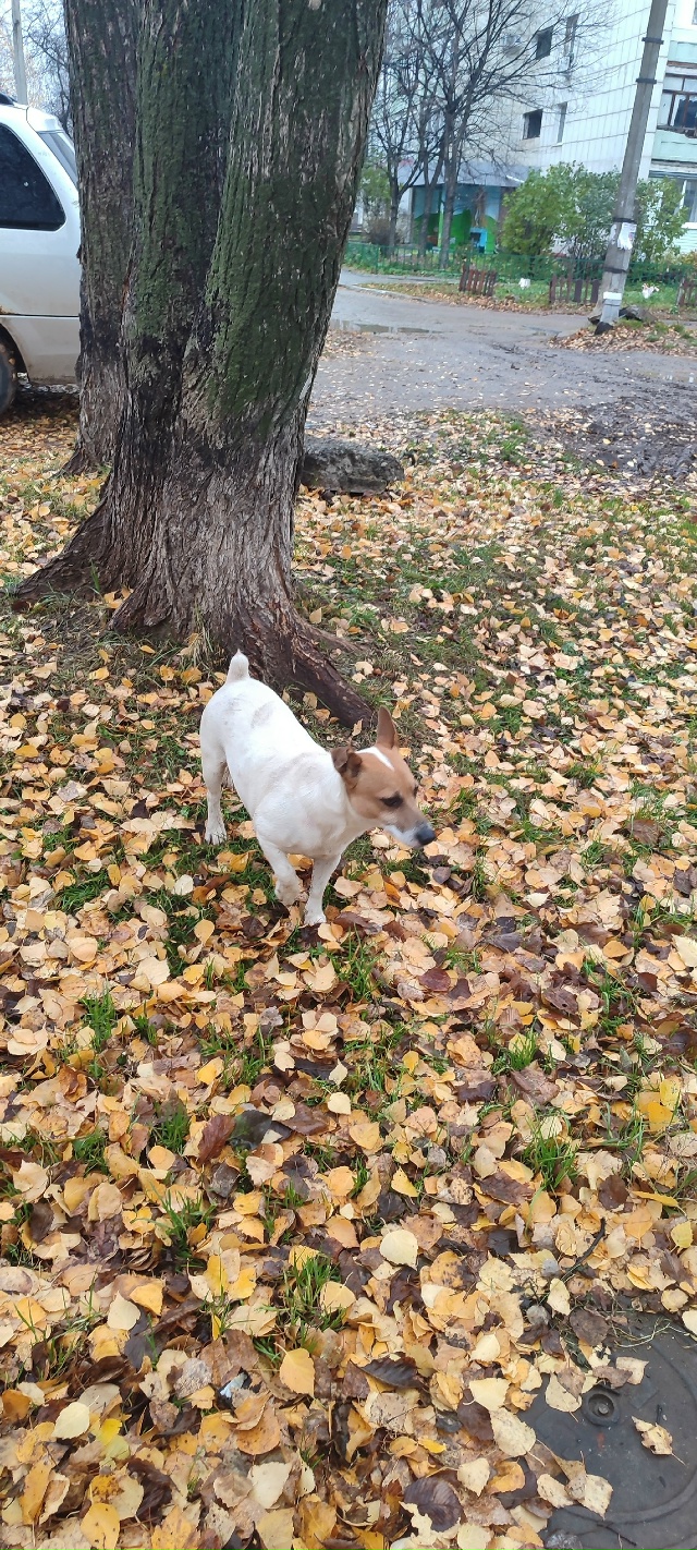 Потеряшки
Эти взрослые собачки бегают на Уральской во?...