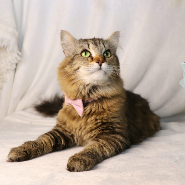 ⭐️Раф⭐️
Рафаэль - весьма харизматичный кот. Крупны?...