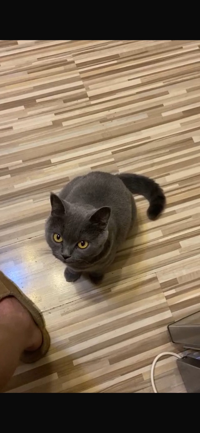Отдам в добрые руки кошку породы Британская .
У детей в?...