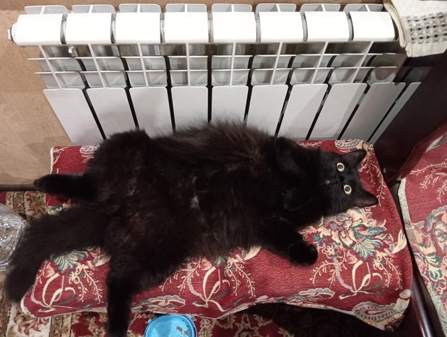 Как же хорошо около теплой батареи,,,,