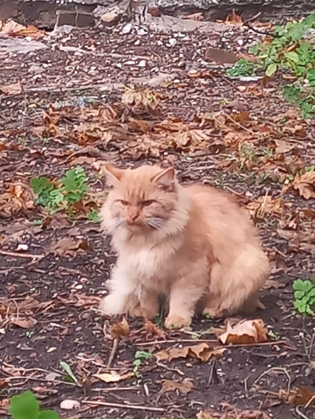 🦁Рубрика «Животные» #Животные@podslushanoperm
⠀
1) На Котике ?...