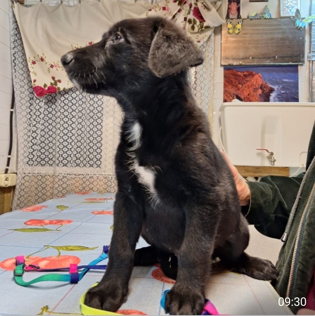 ‼Подкинули щенков к храму‼
Ранним утром служители хр?...