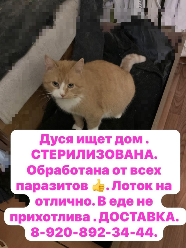 Киров Калужской области.
Шикарные кошечки в добрые ру?...