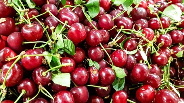 продам вишню 500р ведро
Советская 69
телефон: 89058803225
