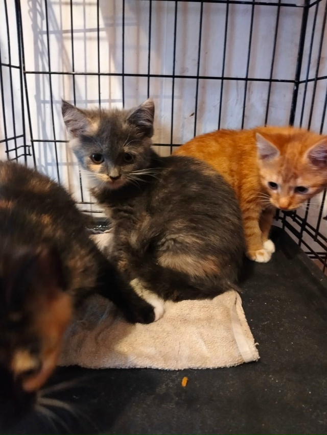 Лен., обл., г.Кировск
Ищем дом котятам, двум сестричкам и...