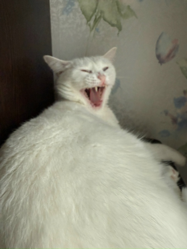 Бляцки осуждающий сугроб
#КошкаСветлана