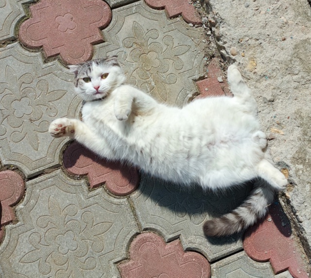 Пропал наш любимый котик🥺 Двухцветный белый с серым, ?...