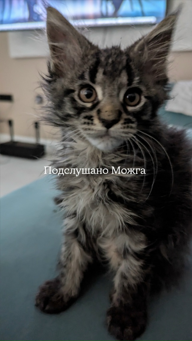 ⚡⚡ Присылайте фото ваших кошек
Сегодня, 8 августа - ме?...