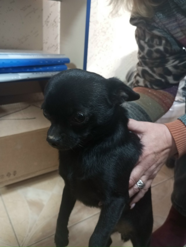 Чья потеряшка? Нашли около магазина 