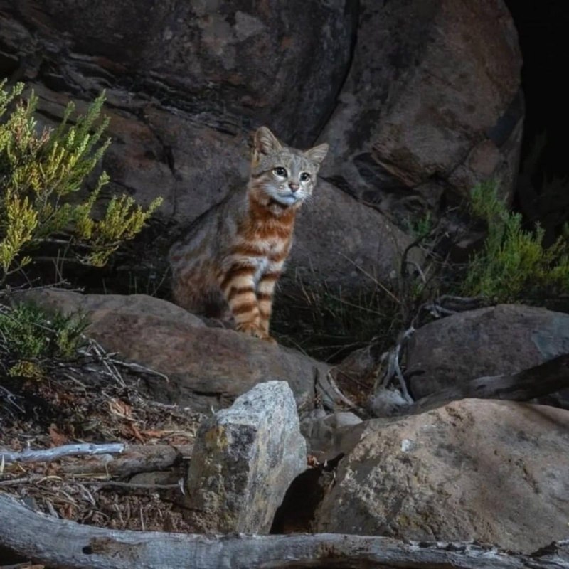 Тибетская лиса угарная, но вы вообще видели хлебало пампасской кошки? 4ch