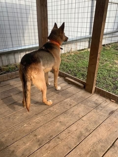 Ищем дом красотке Найде 🐕🐾🏡
Возраст около года, вес?...