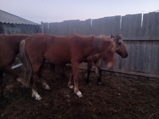 Продам лошадей 8 голов оптом кобылы 89228552265