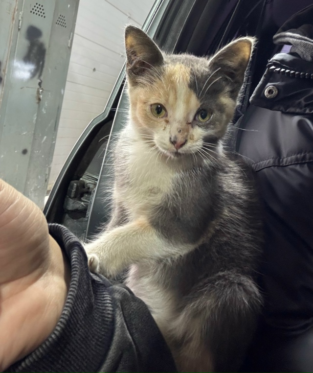 Прошу пристроить котенка, девочка
Ласковая, сама проси...