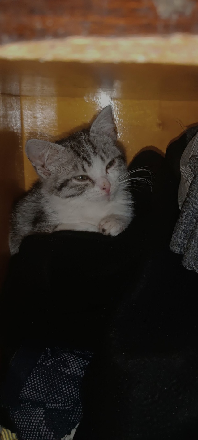 Потерялся котенок в районе колхозного рынка на улице к...