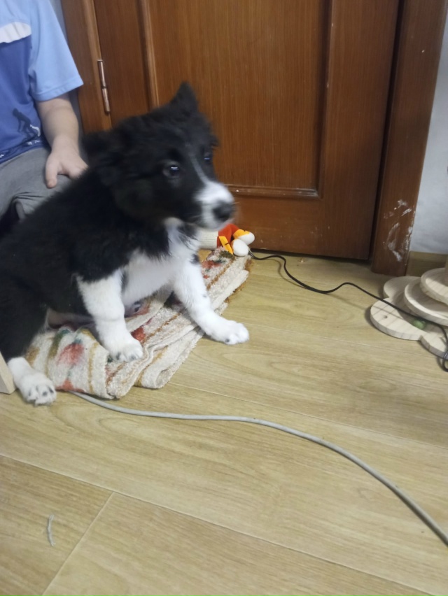 Нашли собаку, девочка, ещё щенок, была с ошеиникосн