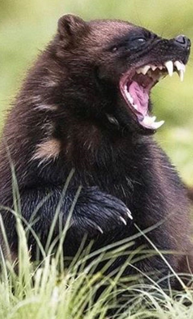 Росомаха - самый свирепый хищник на земле, не имеющий с?...