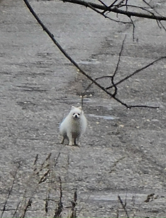 чья собачка?бегала сначала по деревне твердякино,гавк?...