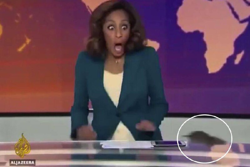 Крыса ворвалась в прямой эфир «Аль-Джазиры» и чуть не свела ведущую с ума
Во время выпуска новостей