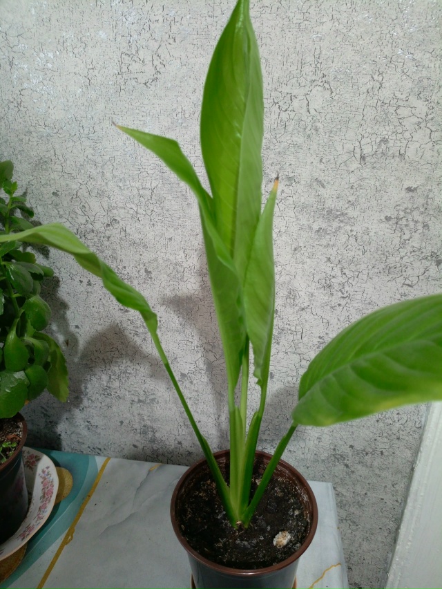 Продам цветы, декабрист 250 руб , фиалка 300 руб, женское с?...