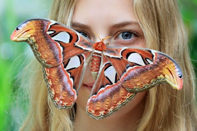 Attacus Atlas — удивительная бабочка, замаскированная под з?...