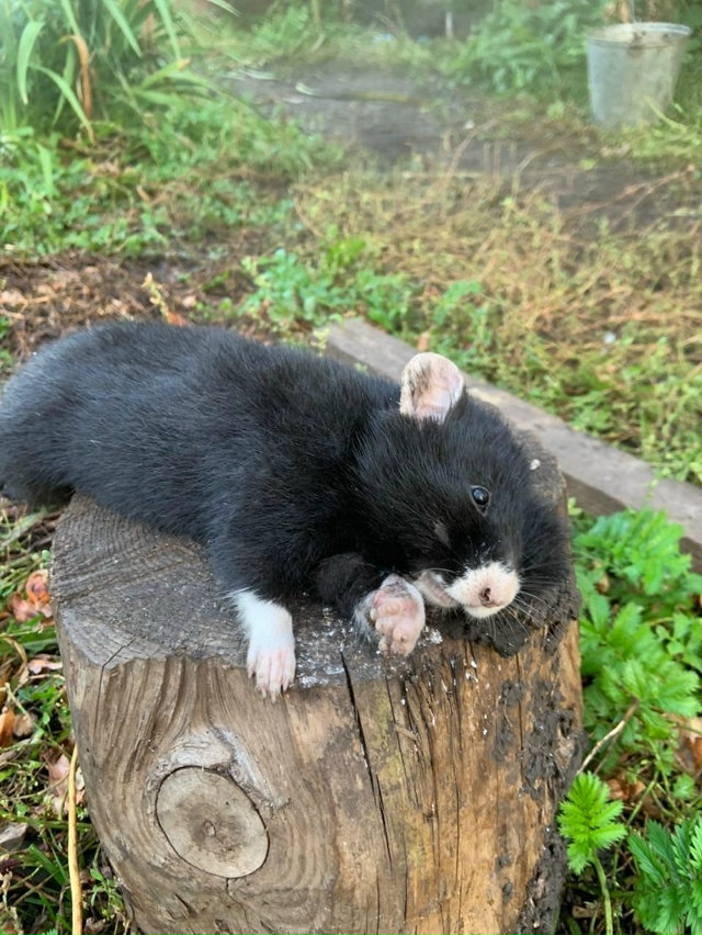 ?В Балтачевском районе поймали дикого хомяка-агрессо...