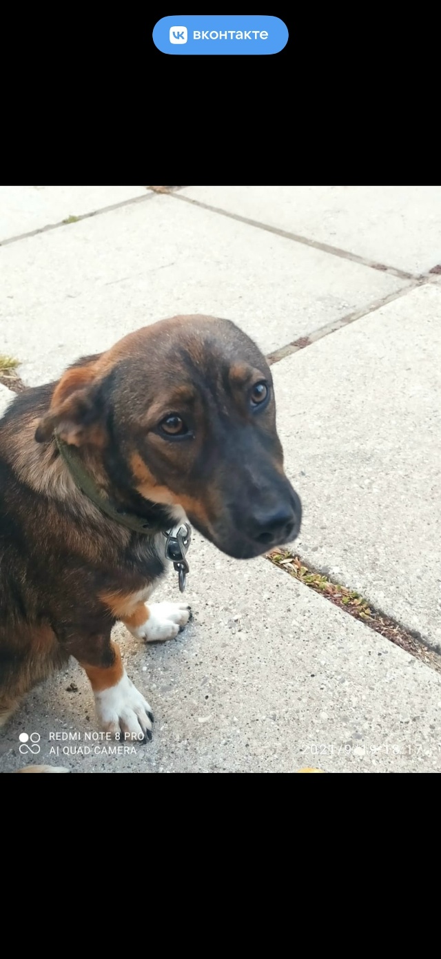 Пропала собака в районе курортной зоны, ул. Фрунзе, ул.П...