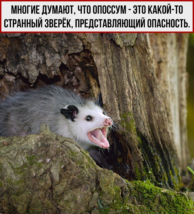 Не странный, а полезный.
Развеиваем мифы об опоссумах.