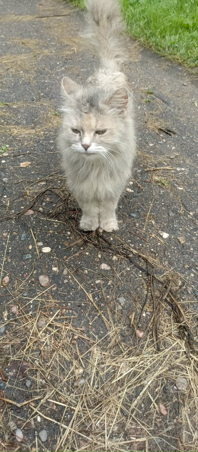 Погибает кошечка 🐱 на улице
Пристраивается очень кра?...