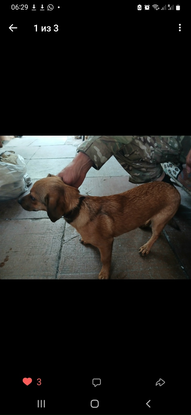 Чей потеряшка? Мальчик, найден на ул 60 Лет ВЛКСМ. Ошейни...