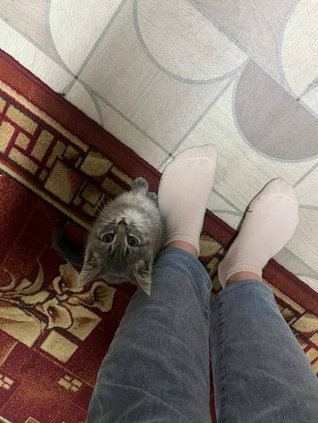 🐾 Ищет дом невероятно ласковый и добрый котёнок!
Друз...