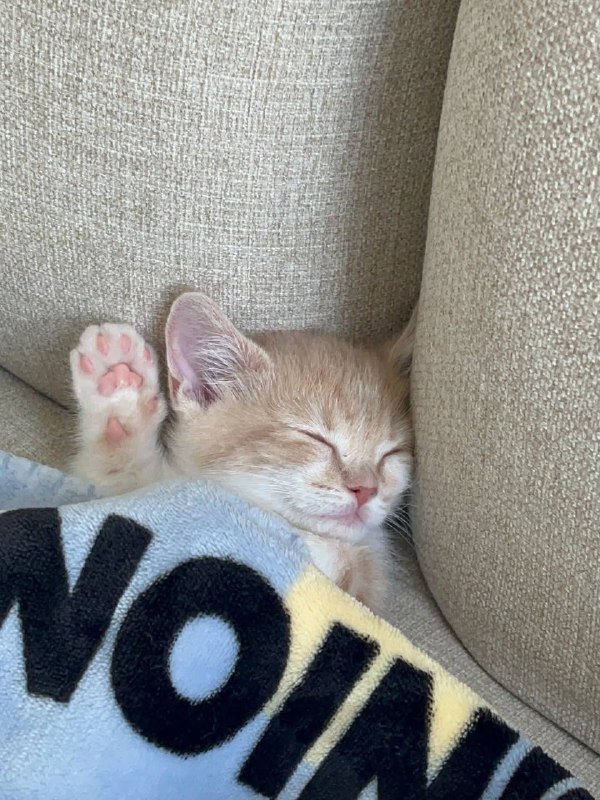 Укрываемся одеялком и споть :3