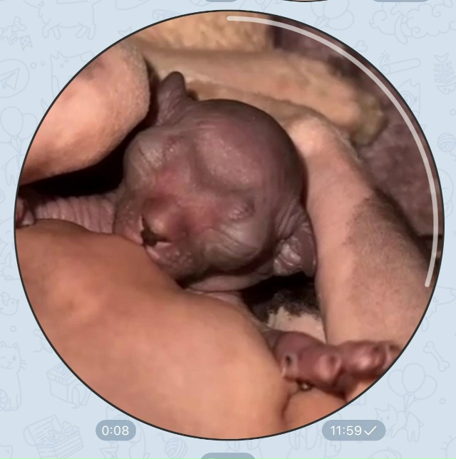 Этапы взросления (становления большим уголёчком) микр?...