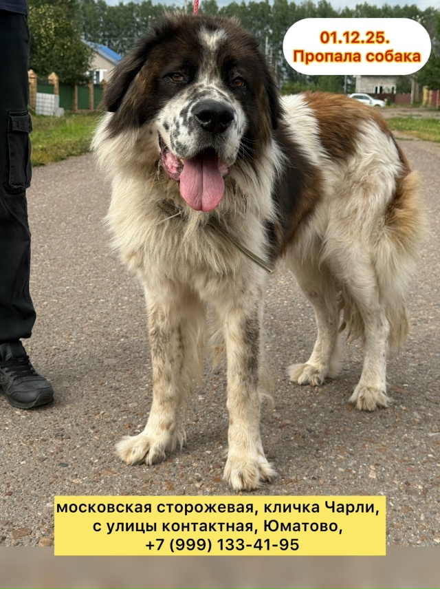 Я выдвигаю теорию , что он мог побежать в сторону чишмо?...